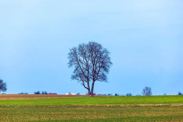 Eenzame boom in het veld — Stockfoto