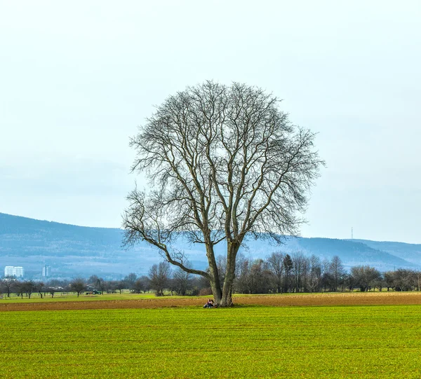 Árbol solitario en el campo —  Fotos de Stock