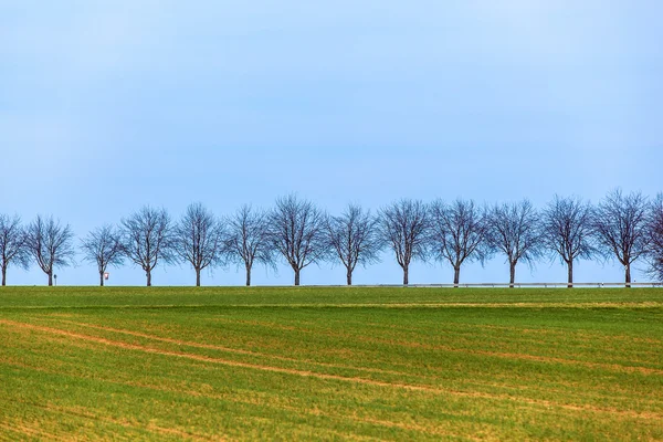 Hektar mit Baumreihe am Horizont — Stockfoto