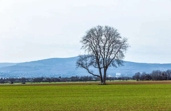Eenzame boom in het veld — Stockfoto