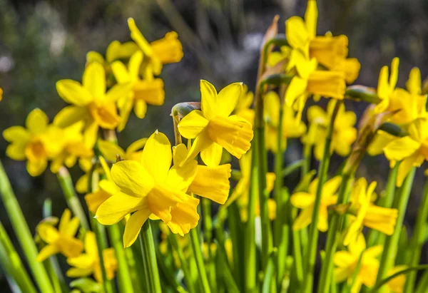 Narcisi gialli in giardino — Foto Stock