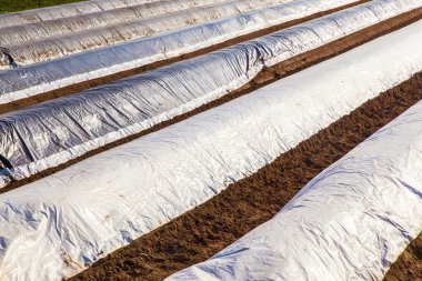 İlkbaharda folyoyla kaplı aspargus tarlası