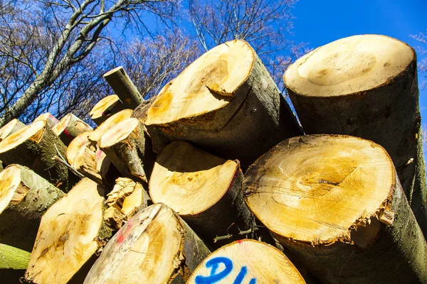 Pilha de madeira na floresta — Fotografia de Stock