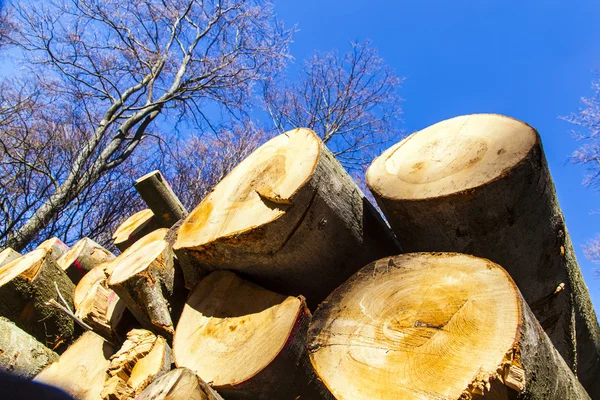 Ormanda odun yığını — Stok fotoğraf