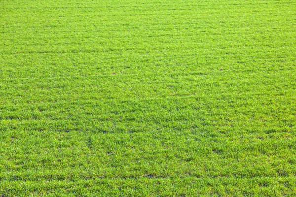Grass meadow, bird eye view. — Stock Photo, Image