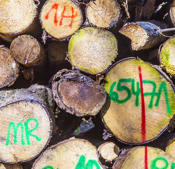 Holzstapel im Wald — Stockfoto