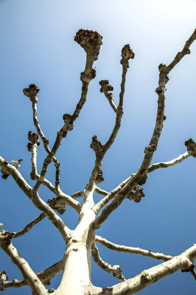 Árvore plana com céu azul — Fotografia de Stock