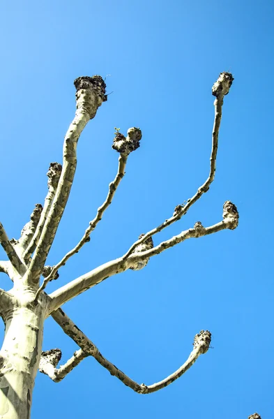 Árvore plana com céu azul — Fotografia de Stock
