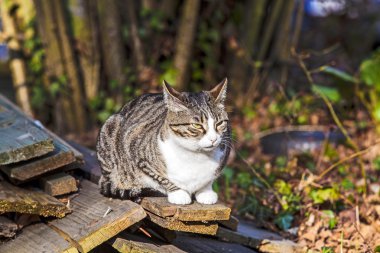 bahçedeki küçük yavru kedi