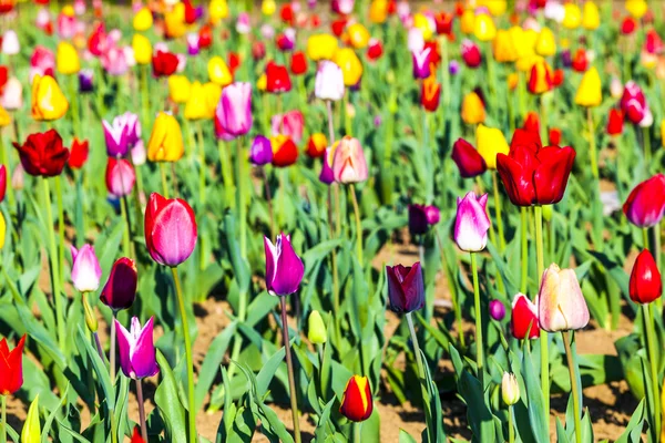 Campo de primavera con tulipanes de colores florecientes —  Fotos de Stock