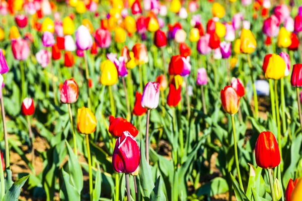 Wiosną pola tulipanów kwitnący kolorowy — Zdjęcie stockowe