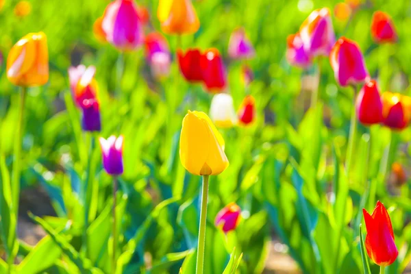咲く色とりどりのチューリップとスプリング フィールド — ストック写真