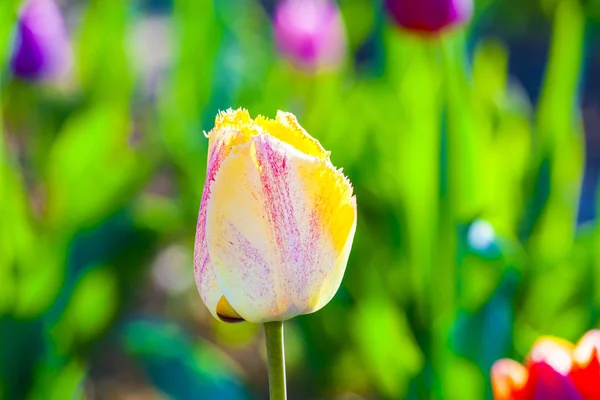 Tavasszal virágzó színes tulipán mező — Stock Fotó