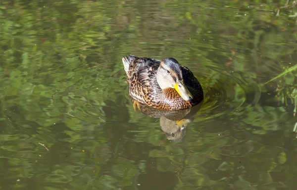 Kacsák úszkálnak a tóban — Stock Fotó