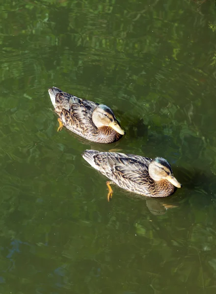 Anatre che nuotano nel lago — Foto Stock