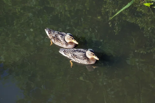 Ducks swimming in the lake — Stock Photo, Image