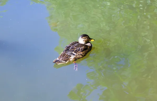 Ducks swimming in the lake — Stock Photo, Image