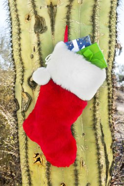 Christmas stocking on cactus clipart