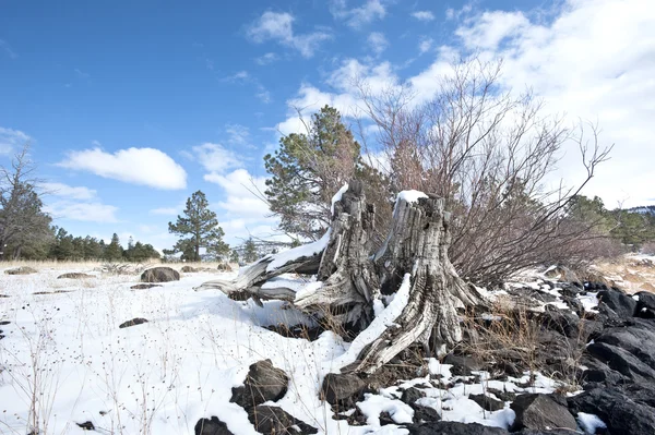 Tronco d'albero coperto di neve — Foto Stock