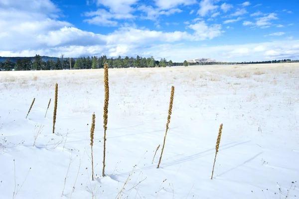 Snöiga vildmarken — Stockfoto