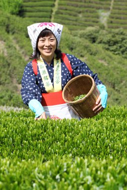 kadın hasat çay yaprakları