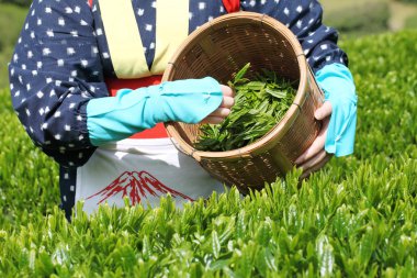 Tea picker clipart