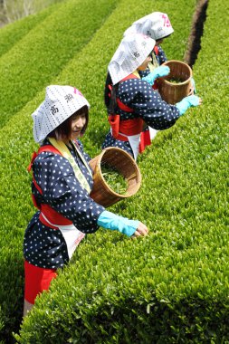 Woman harvesting tea leaves clipart