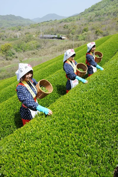 Жінки, які прибирання листя чаю — стокове фото