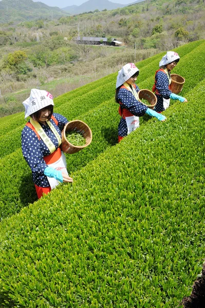 Vrouwen oogsten theebladeren — Stockfoto