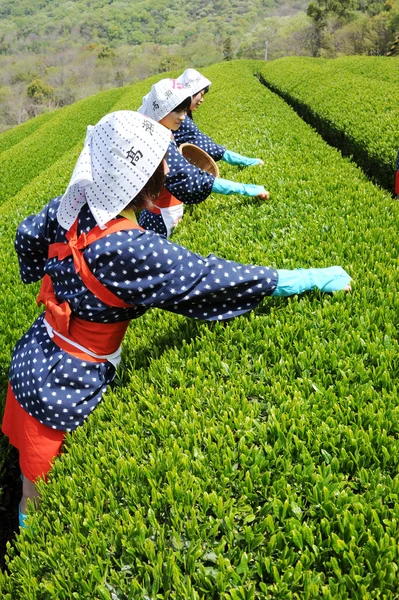 Femmes récoltant des feuilles de thé — Photo
