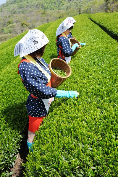 Women harvesting tea leaves — Stock Photo, Image