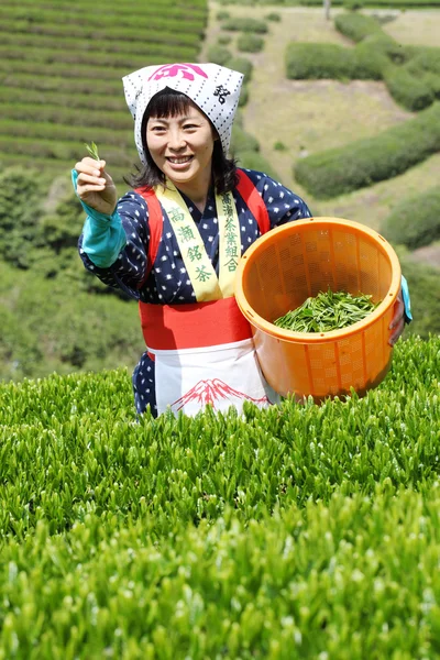 Femme récolte des feuilles de thé — Photo