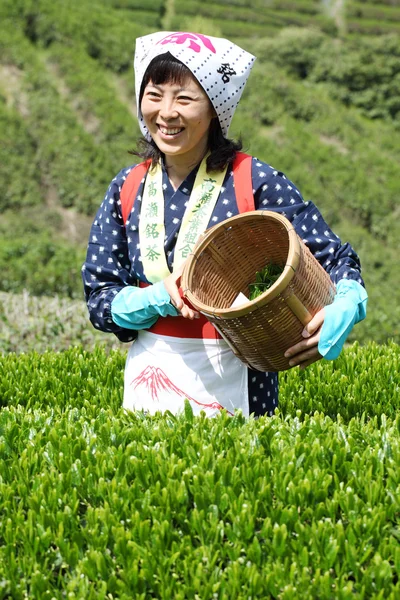 Kadın hasat çay yaprakları — Stok fotoğraf