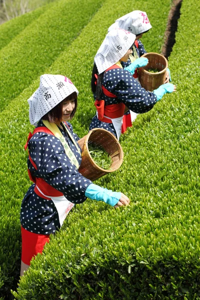Mujer cosechando hojas de té —  Fotos de Stock