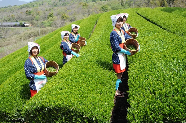 妇女收获茶叶 — 图库照片