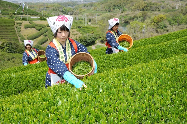 Женщины собирают чайные листья — стоковое фото