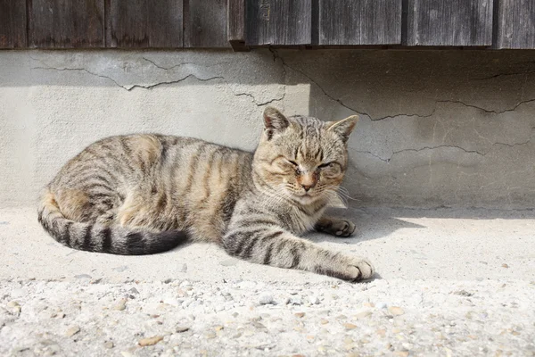 stock image Stray cat