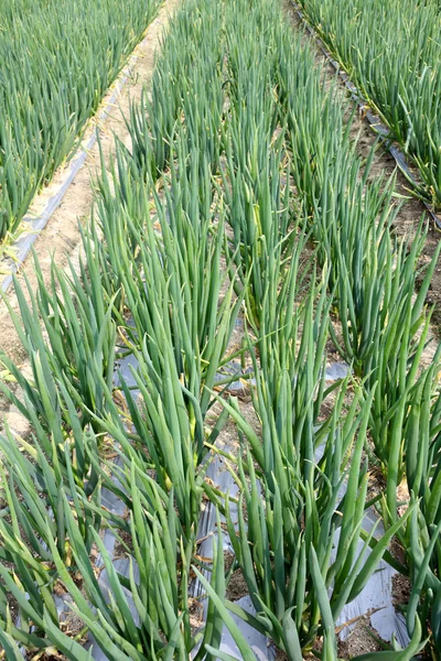 Onion field — Stock Photo, Image