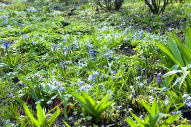 Scilla ve corydalis sajanensis