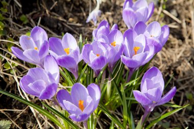 Crocus vernus clipart