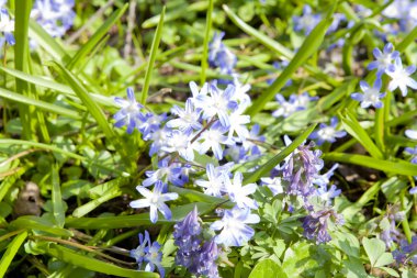 Scilla ve corydalis sajanensis