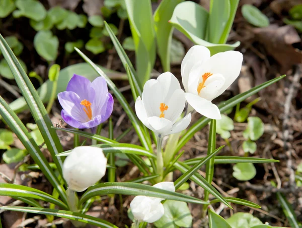 White and violet crocus — Stock Photo, Image