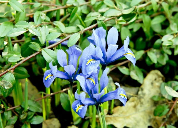 Iridodictyum reticulatum (Iris)