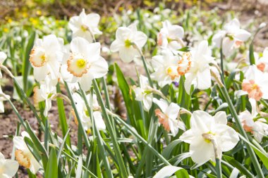 doğanın beyaz nergis