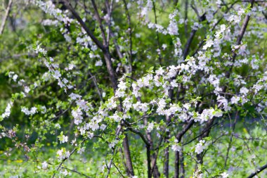 Blossom elma dalı