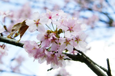 Blossom sakura Şubesi