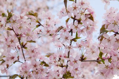 Blossom sakura Şubesi