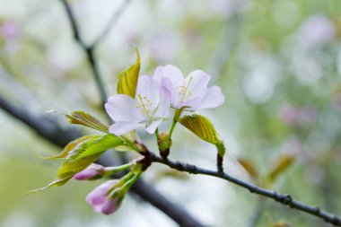 Blossom sakura Şubesi