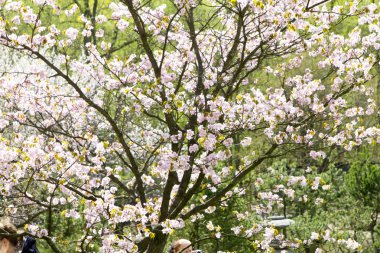 Blossom sakura Şubesi