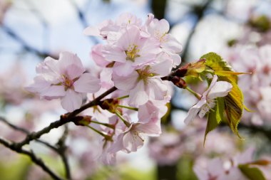 Blossom sakura Şubesi